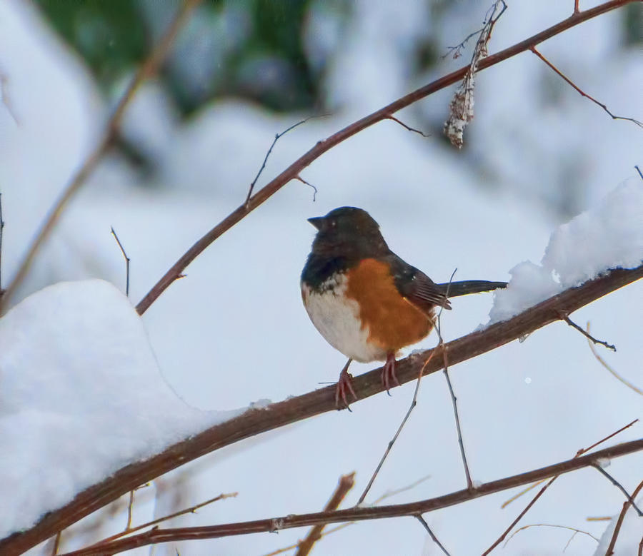 Spotted Towhee Photograph by Marilyn Wilson