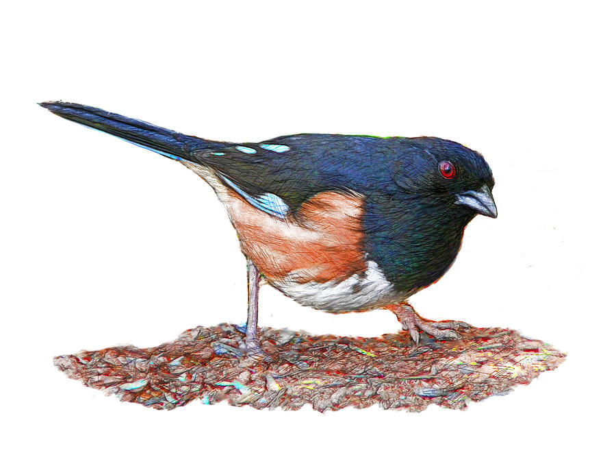 Towhee standing on the ground Digital Art by Yuichi Tanabe