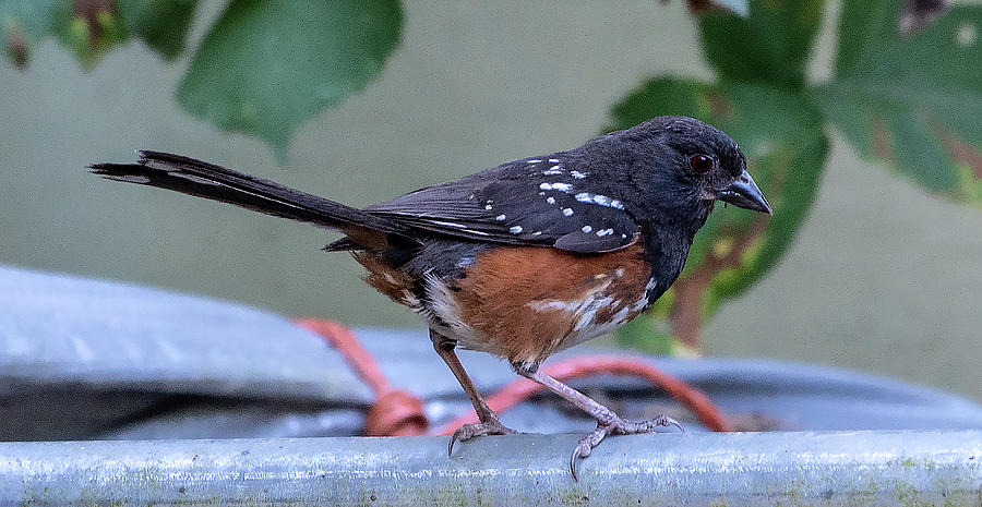 Towhee Photograph by Timothy Anable