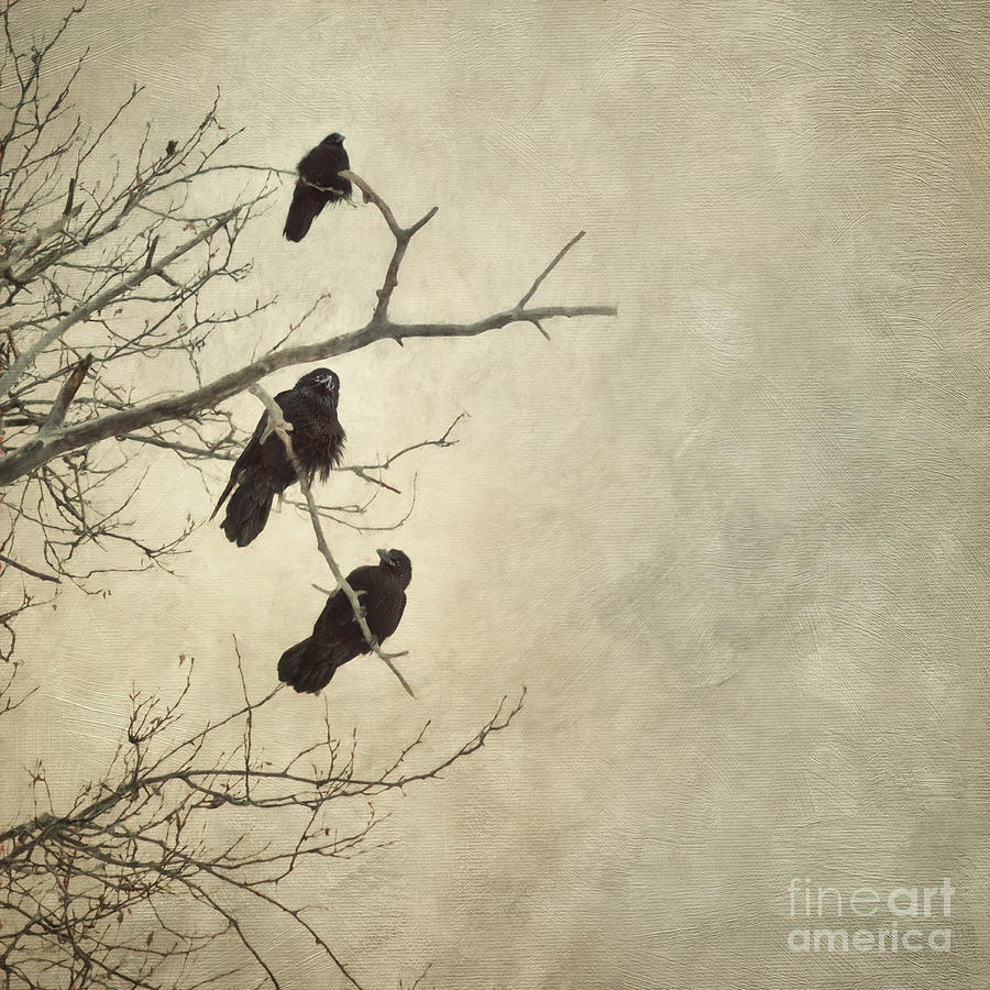 Raven Photograph - Town Gang by Priska Wettstein