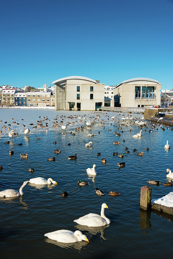 Town Hall And Swans In Reykjavik Iceland Photograph