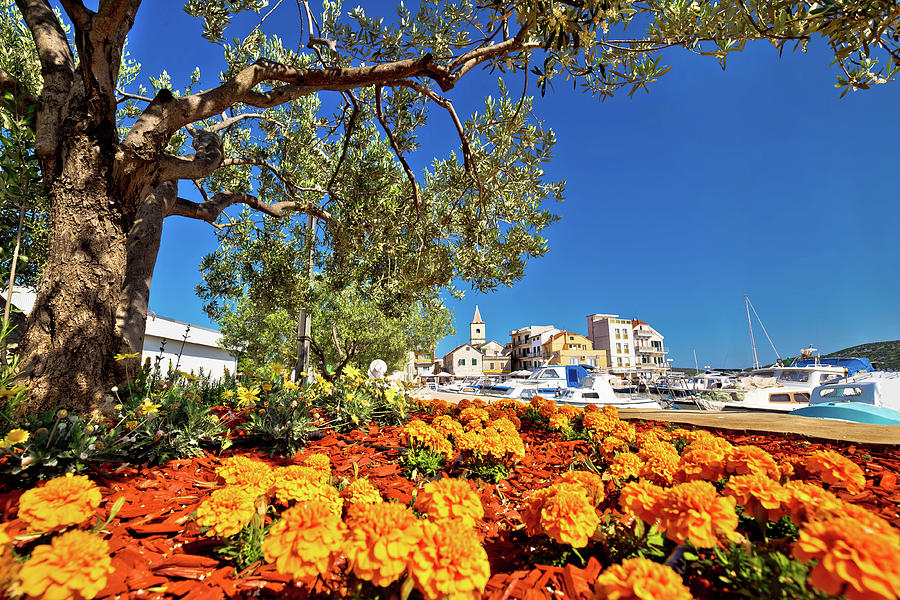 Town of Pirovac flowers and olive tree view Photograph by Brch Photography