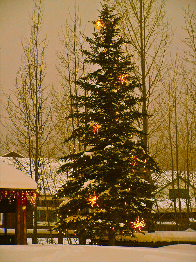 Holiday Photograph - Town Tree by Bob Berwyn