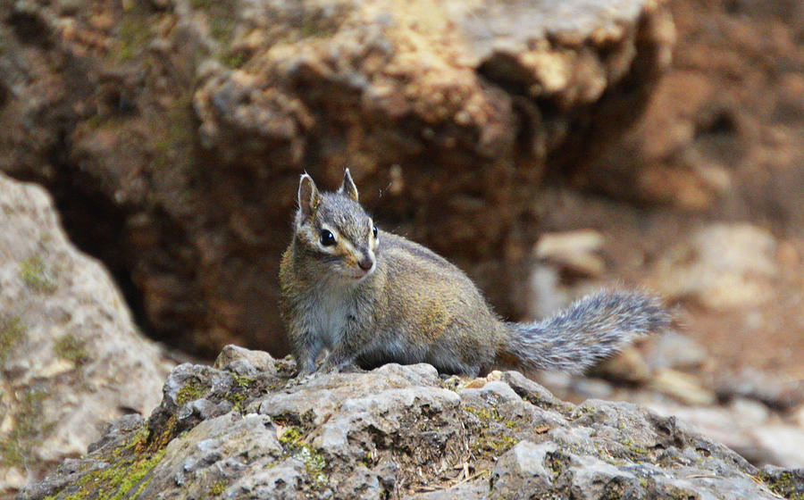 Townsends Chipmunk Photograph by Kathy Kelly