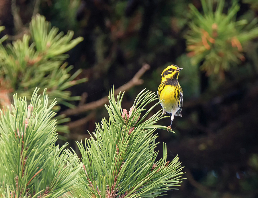 Townsends Warbler in the Pines Photograph by Loree Johnson