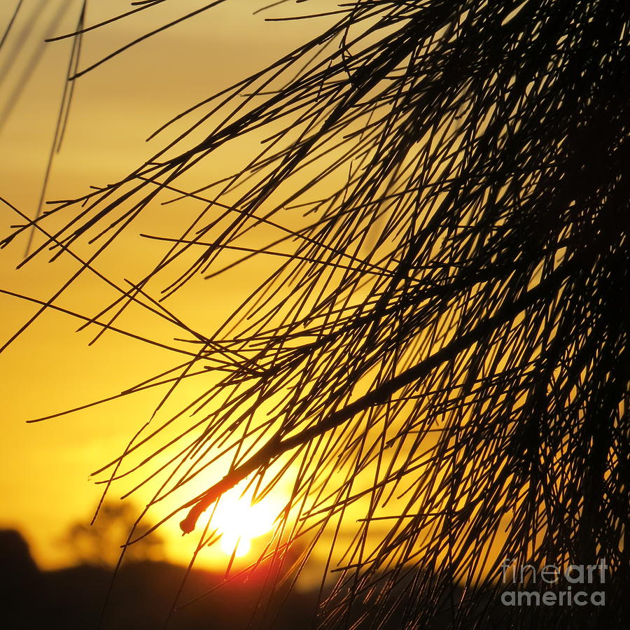 Townsville Sunset Photograph by Evie Hanlon