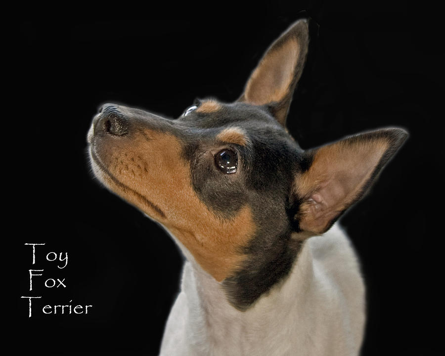 Toy Fox Terrier Photograph by Larry Linton
