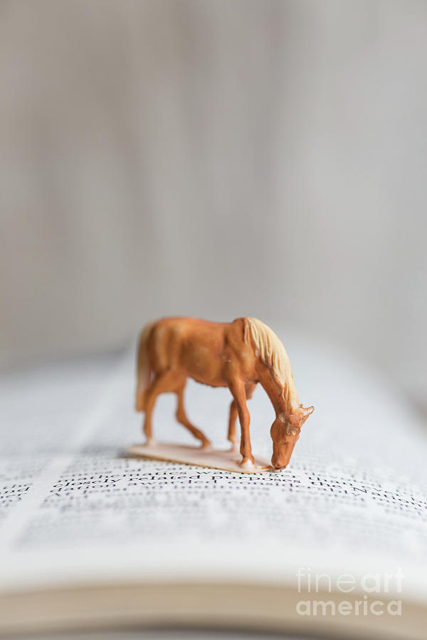 Toy Horse Photograph by Edward Fielding