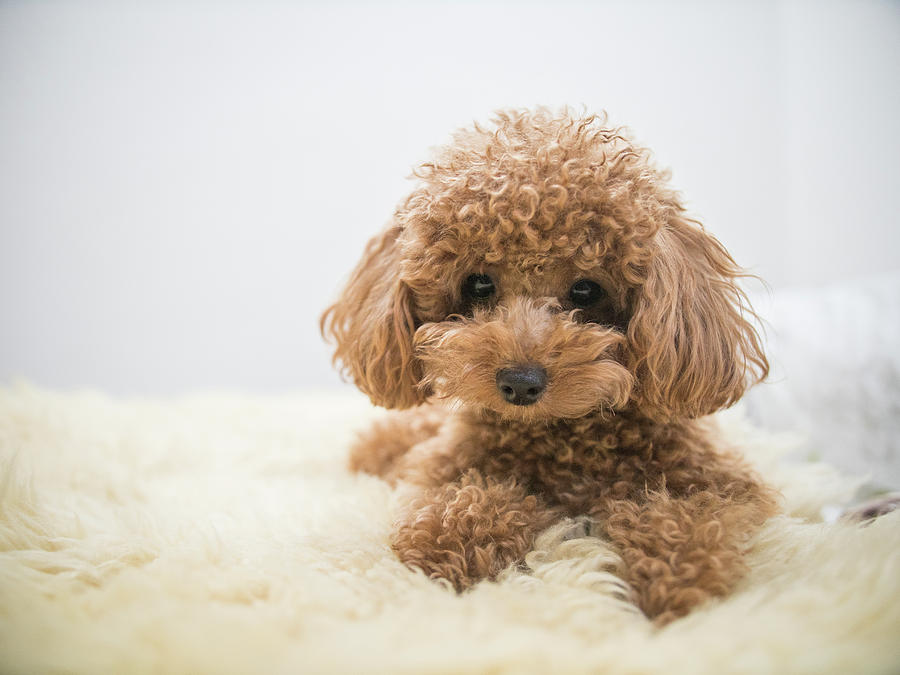 https://images.fineartamerica.com/images/artworkimages/mediumlarge/1/toy-poodle-looks-at-the-camera-mohit-sebastian.jpg