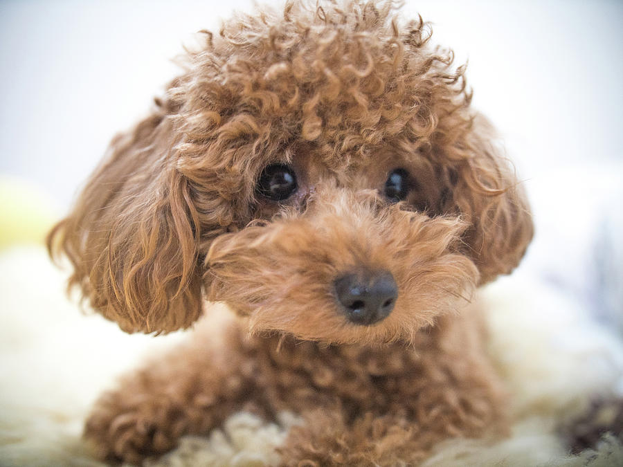 Toy Poodles Need to Look Like Toy Poodles - Showsight