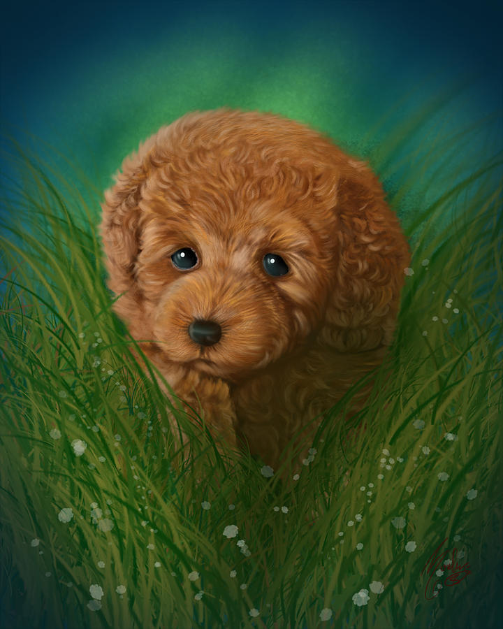 Toy Poodle Dog with puppies available as Framed Prints, Photos, Wall Art  and Photo Gifts