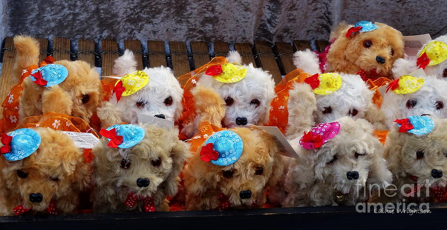 Toy Puppy Line-up Photograph by Lainie Wrightson