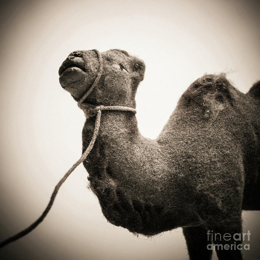 Black And White Photograph - Toy representing a camel. by Bernard Jaubert