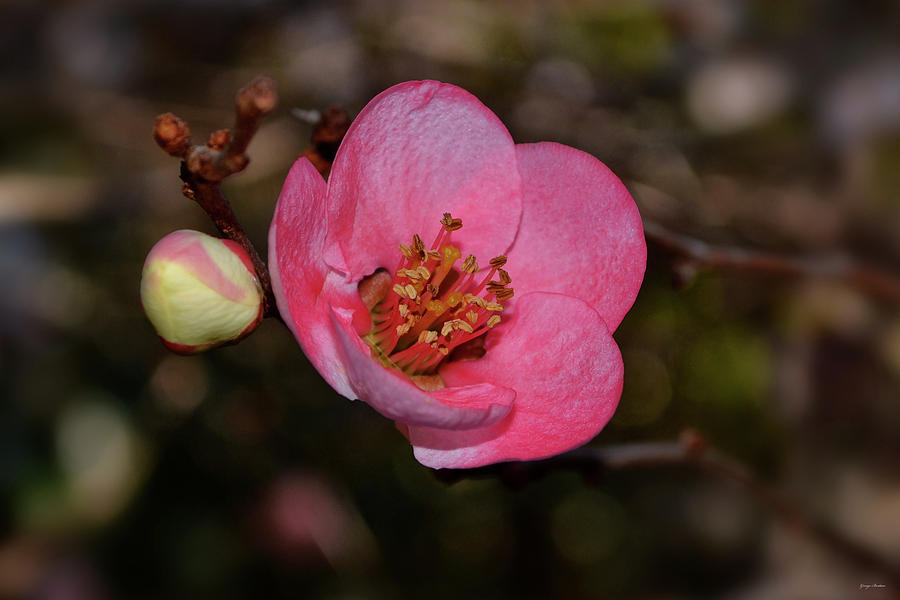 Toyo-nishiki Flowering Quince 002 Photograph by George Bostian
