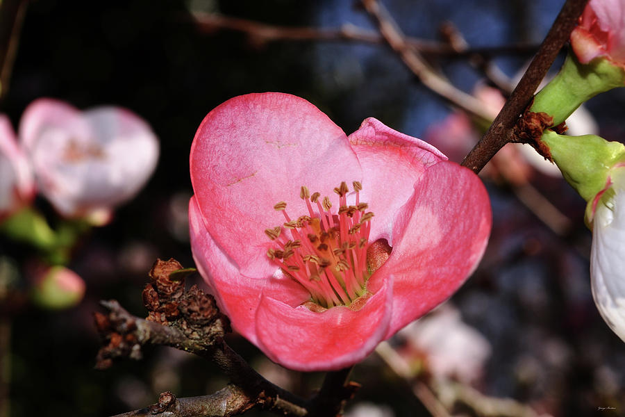 Toyo-nishiki Flowering Quince 004 Photograph by George Bostian