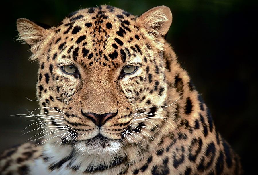 Tosya the Amur Leopard Photograph by Christopher Miles Carter - Fine ...