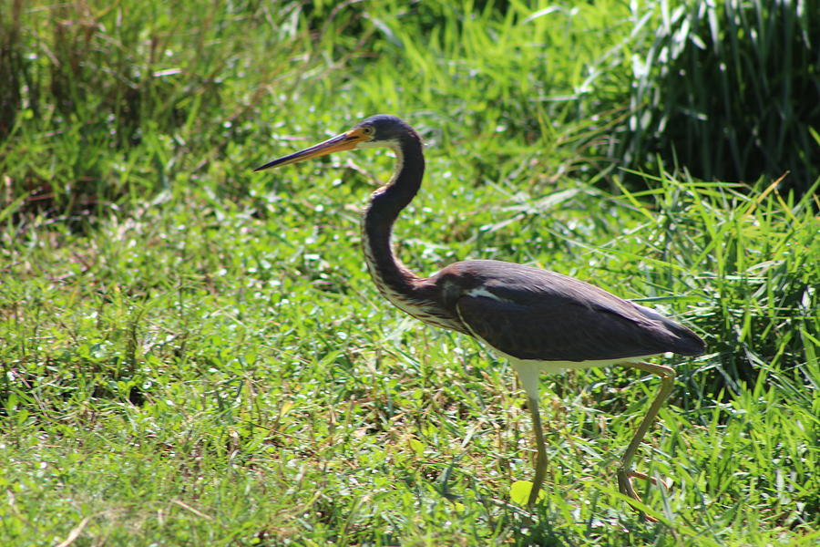 Tri- Colored Heron Photograph by David Zuhusky - Fine Art America