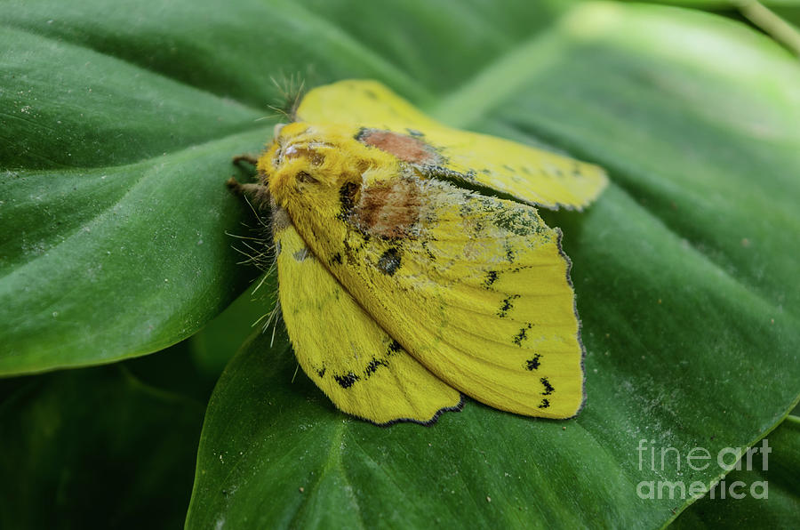 Trabala Moth Photograph by Michelle Meenawong