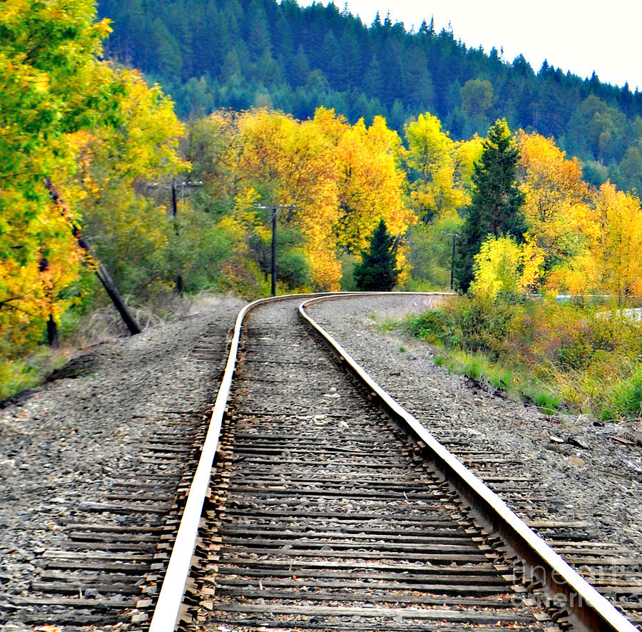 Tracks in Fall  Photograph by Mindy Bench
