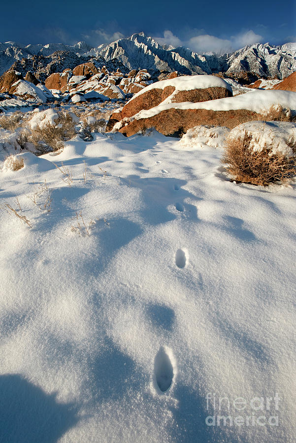 Tracks In Snow Alabama Hills Eastern Sierras California Photograph by Dave Welling