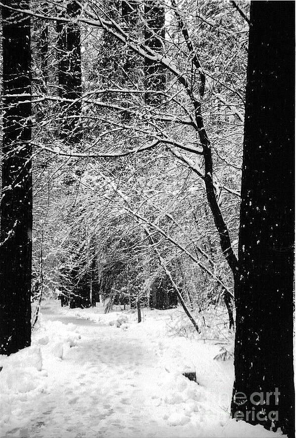 Tracks in the snow Photograph by Richard Verkuyl