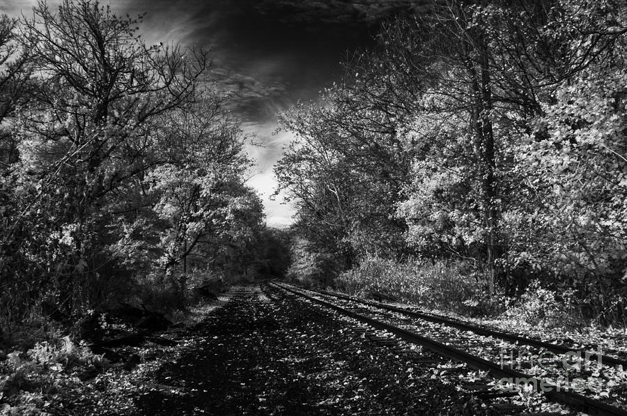 Tracks In The Woods Photograph by Jeffrey Miklush