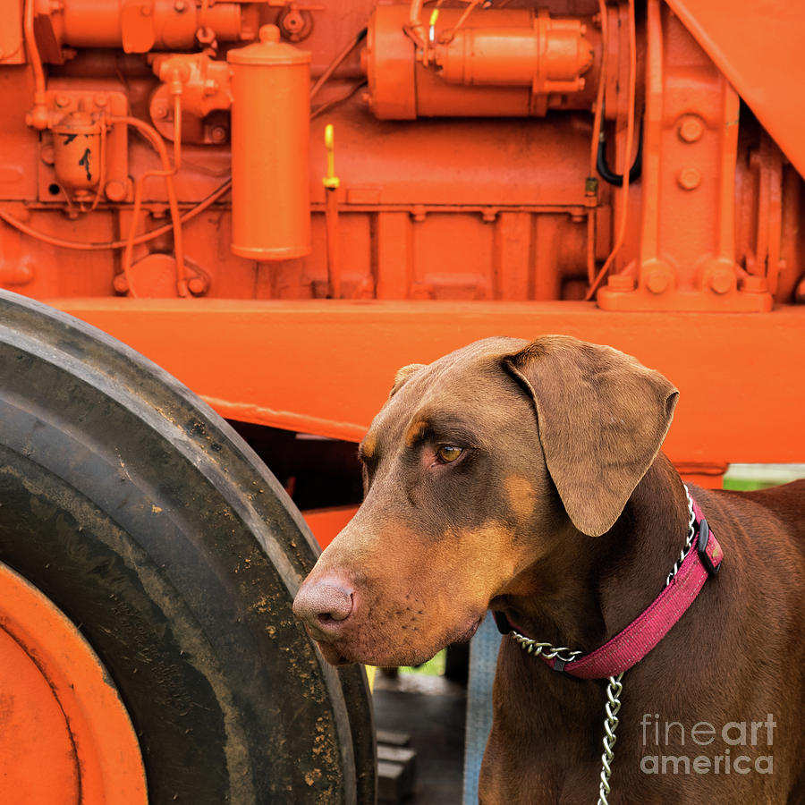 Tractor Dog Photograph by Rick Piper Photography