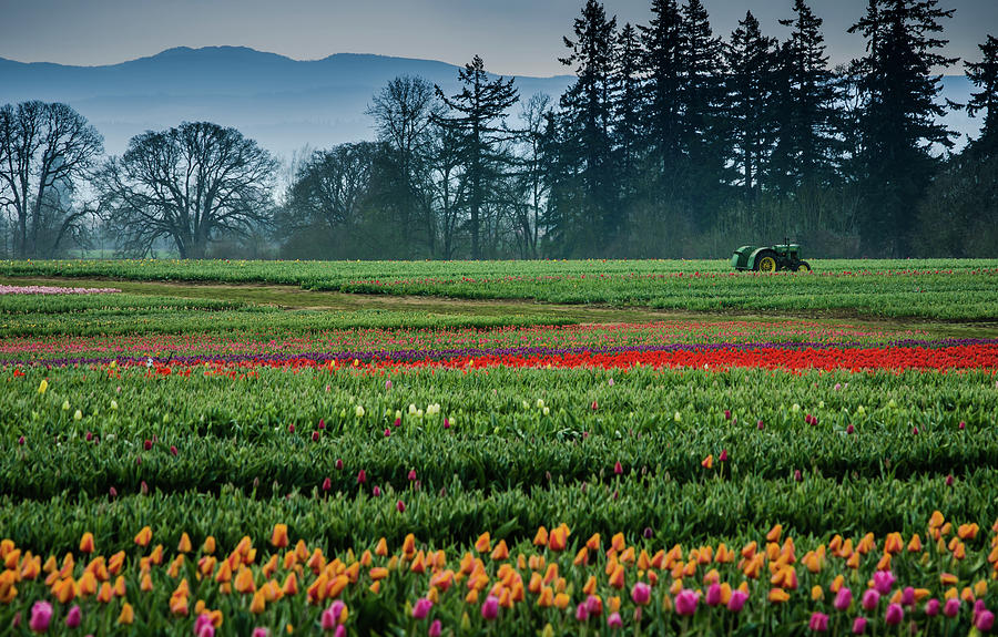 Tractor in a Field of Tulips Photograph by Don Schwartz