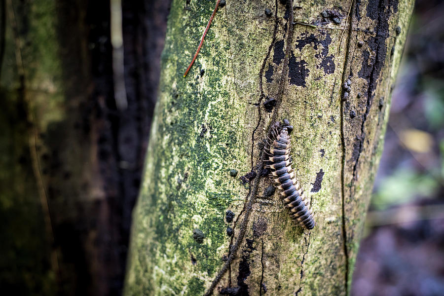 Tractor Millipede Photograph by David Morefield