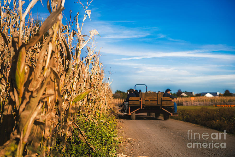 Tractor on the Corn Field Photograph by Alissa Beth Photography