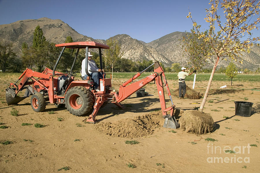 Tractor Planting Trees Photograph by Inga Spence