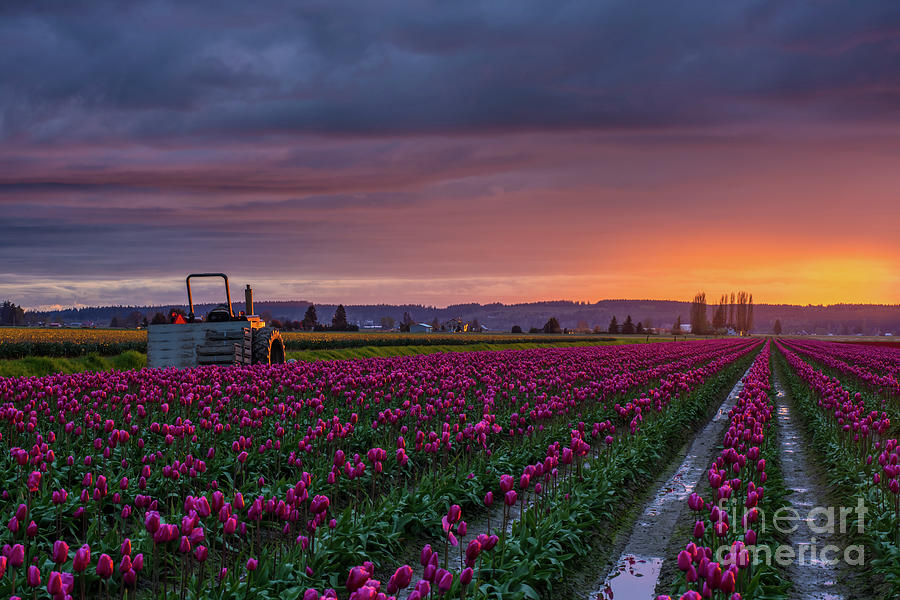 Skagit Tractor Waits For Morning Photograph by Mike Reid
