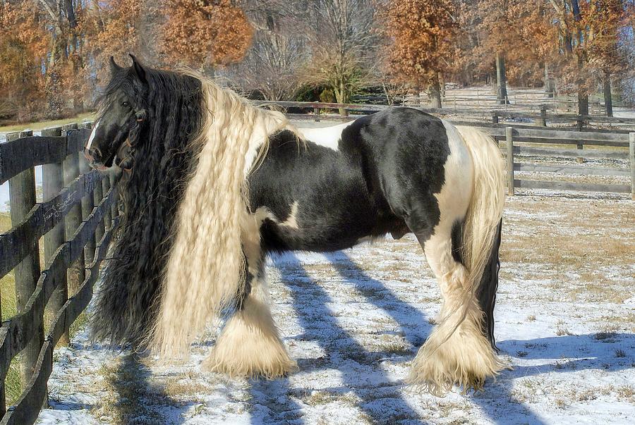 Traditional Gypsy Horse Photograph by Fran J Scott
