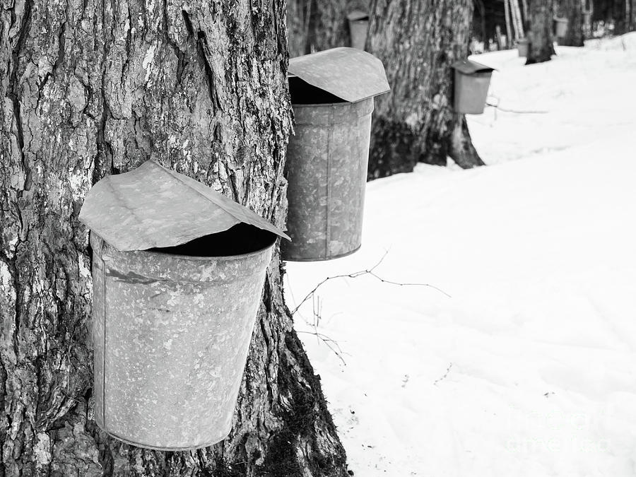 Traditional Maple Sap Collection Galvanized Buckets Vermont Photograph by Edward Fielding