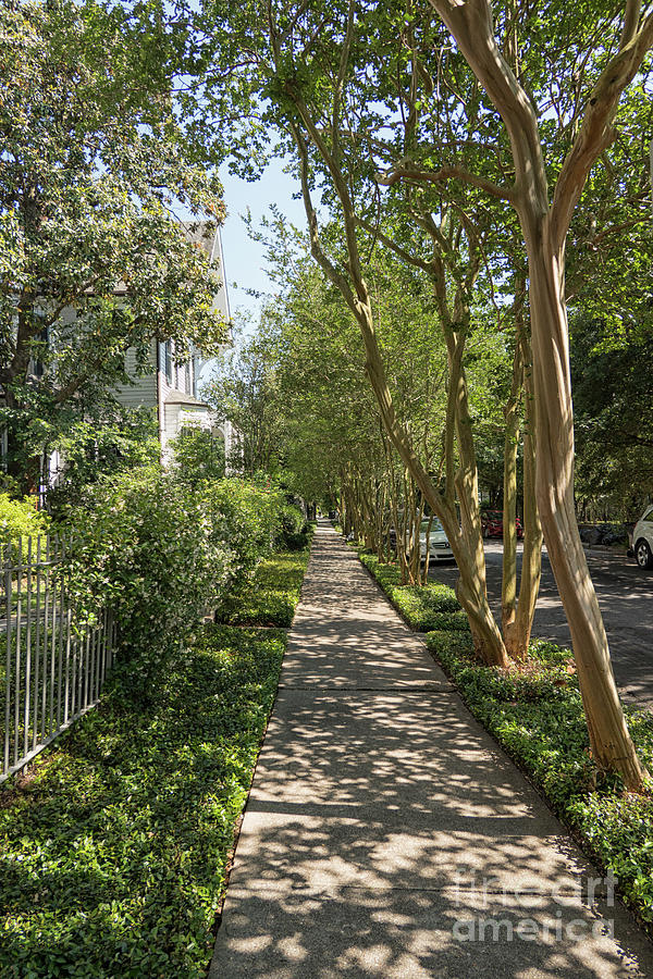 Traditional New Orleans street  in Garden district Photograph by Patricia Hofmeester