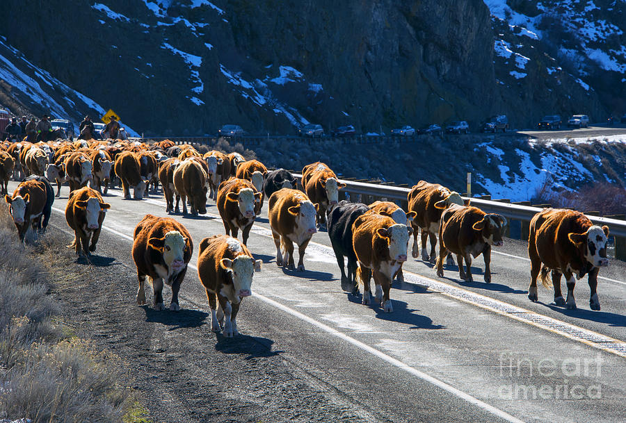 Cattle Drive Photograph - Traffic Jam by Michael Dawson