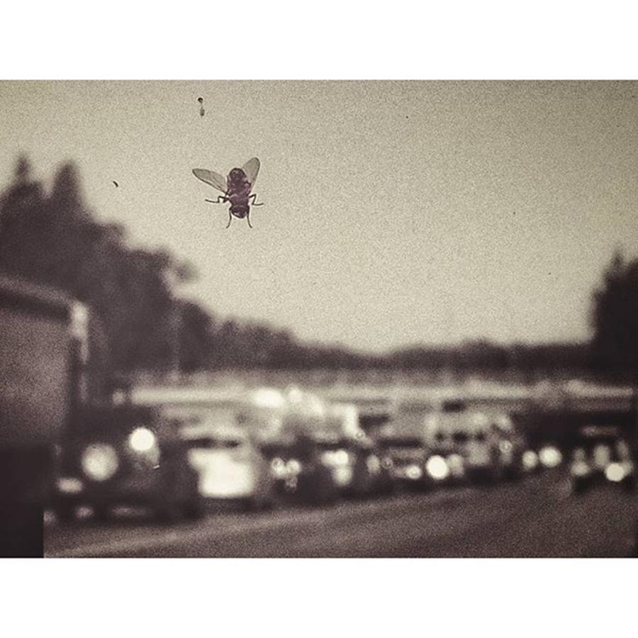 Fly Photograph - Traffic Jam On Account Of Invasion by Casey Asher