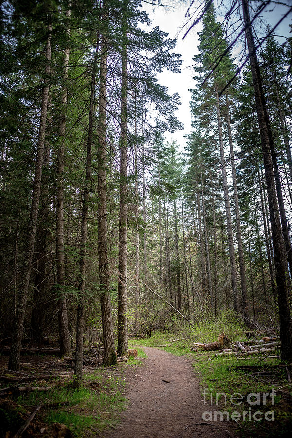 Trail Among The Trees Photograph by Matthew Nelson