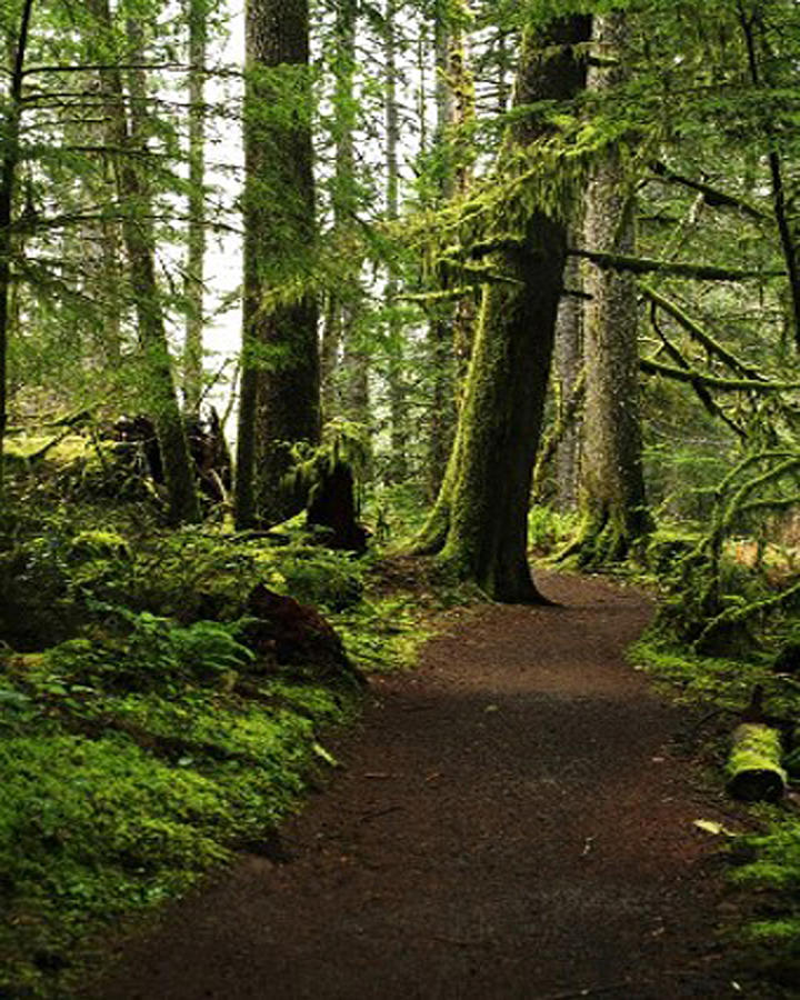 Trail Amongst Giants Photograph by Brian Hansen - Fine Art America