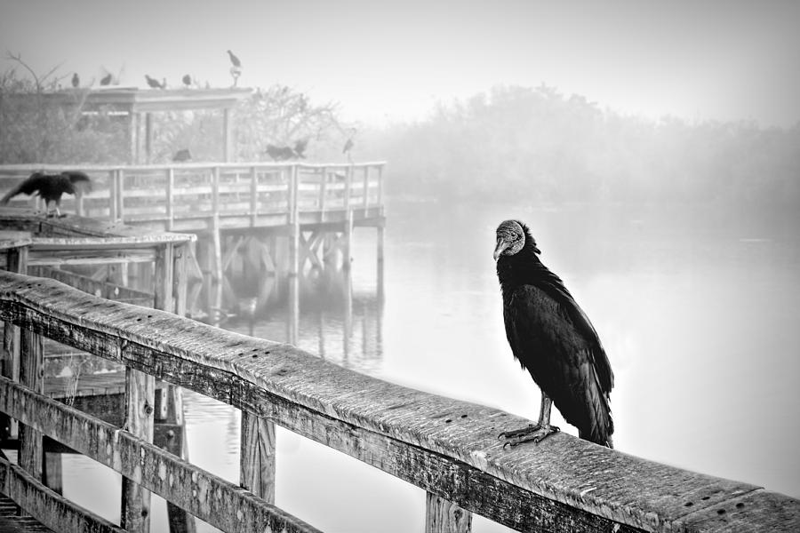 Trail and Vulture BW Photograph by Rudy Umans