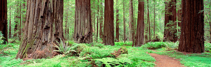 Trail, Avenue Of The Giants, Founders Photograph by Panoramic Images