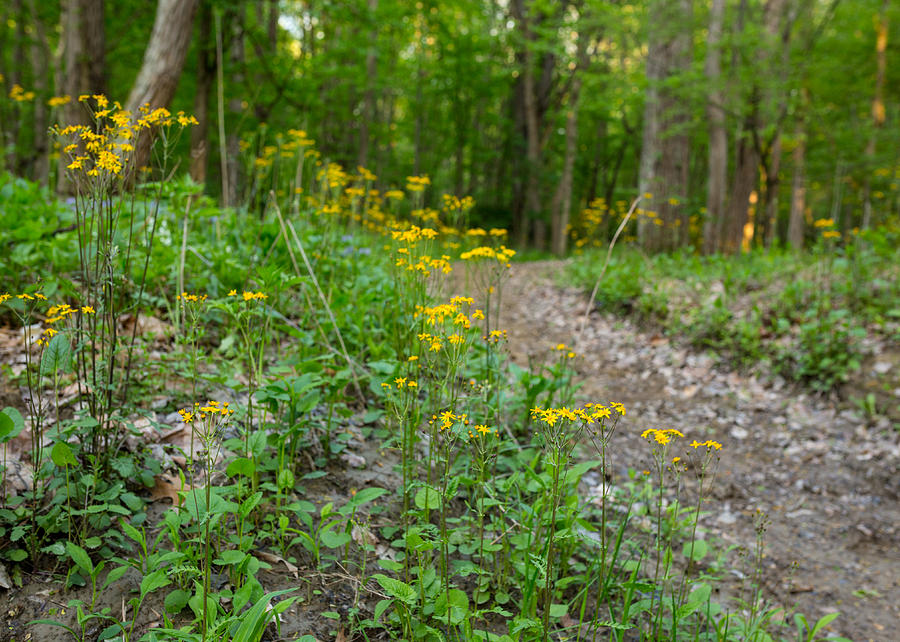 Trail Flowers  Photograph by Tim Fitzwater