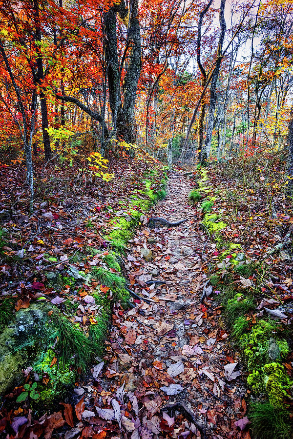 Trail in Autumn Color Photograph by Debra and Dave Vanderlaan