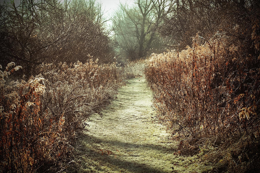 Trail in Autumn on a Frosty Morning Photograph by Brooke T Ryan