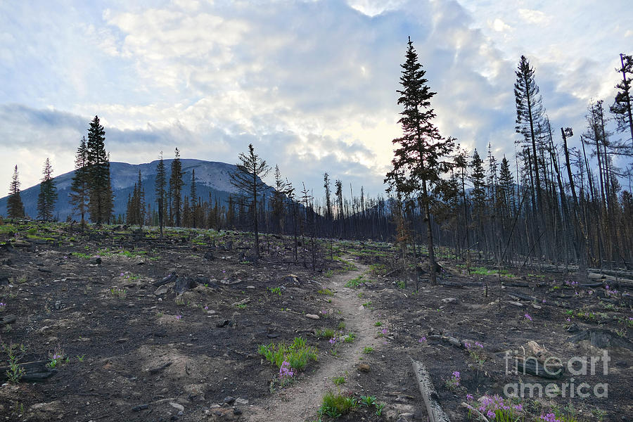 Trail In Burned Forest, Colorado Sunset Photograph