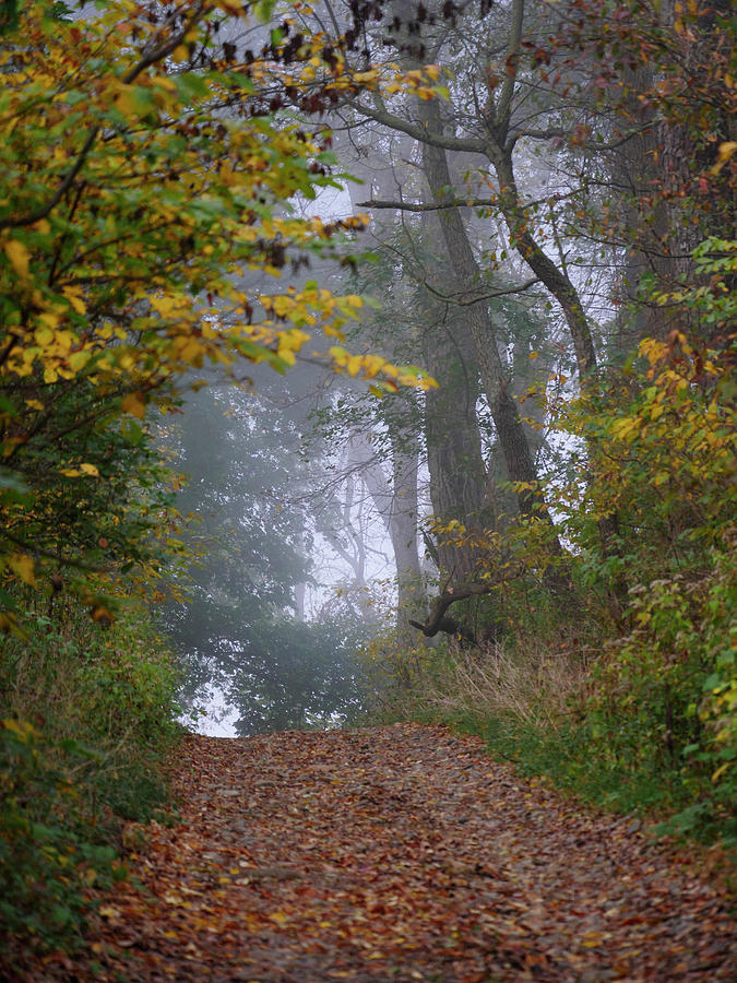 Trail in Morning Mist Photograph by Paul Ross