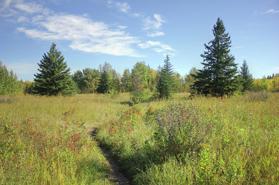 Trail in September Meadow Photograph by Jim Sauchyn