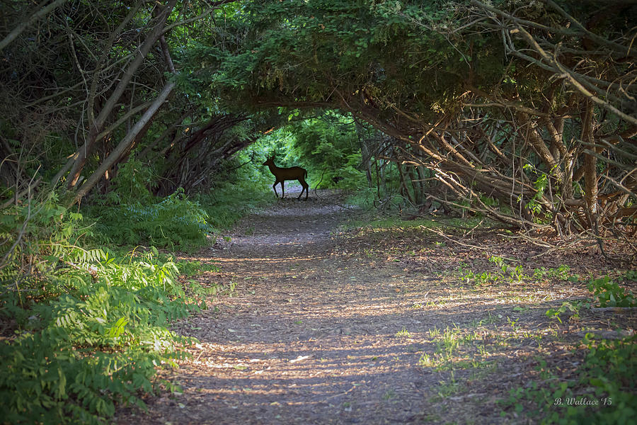 Trail Leading To The Doe Photograph by Brian Wallace