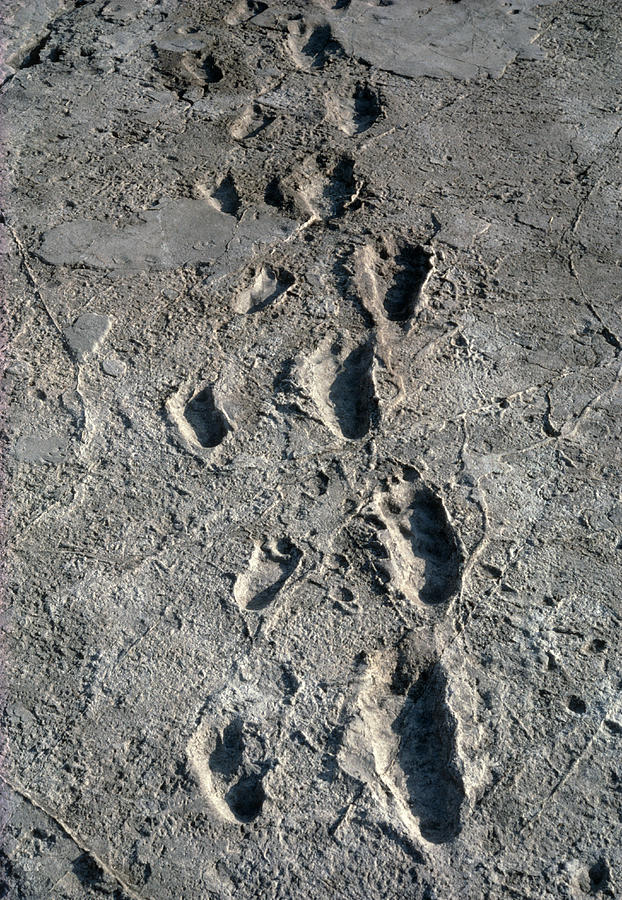 Laetoli Photograph - Trail Of Laetoli Footprints. by John Reader