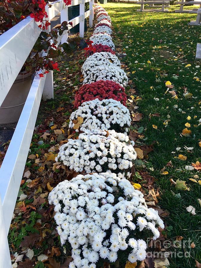 Trail of Mums Photograph by CAC Graphics